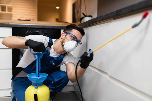 Wasp Removal Services in Bald Kno, AR