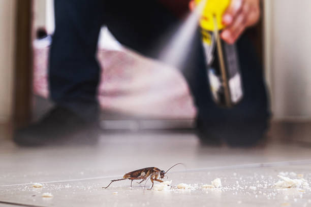 Best Affordable Pest Control Services  in Bald Kno, AR