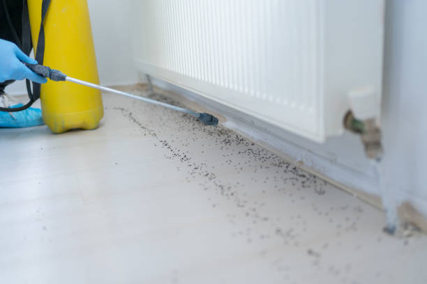 Best Pest Control for Restaurants  in Bald Kno, AR
