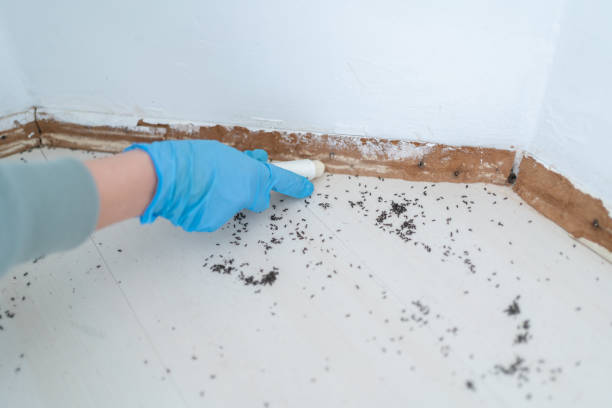 Best Mosquito Control Services  in Bald Kno, AR