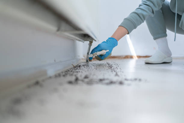 Best Exterminator Services  in Bald Kno, AR